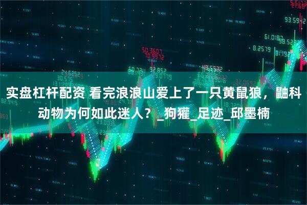实盘杠杆配资 看完浪浪山爱上了一只黄鼠狼，鼬科动物为何如此迷人？_狗獾_足迹_邱墨楠